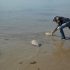 Rescatan y liberan a más de 200 tortugas varadas en playas de Tamaulipas.