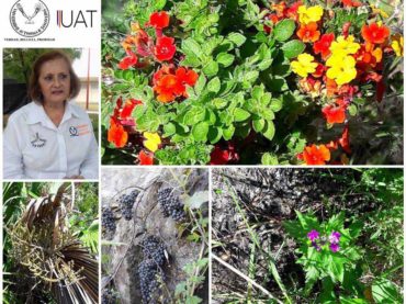Aporta la UAT estudios científicos para clasificar plantas medicinales de Tamaulipas.