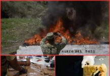 🚨 ESCÁNDALO EN LA FGR: CAMBIAN COCAÍNA POR LECHE EN POLVO 😱🚨