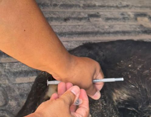 ATENDIÓ HOSPITAL VETERINARIO MUNICIPAL DE REYNOSA A PERRITO