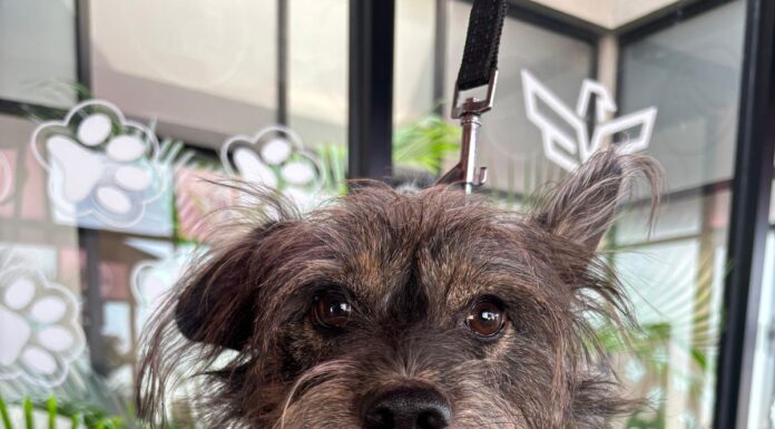 OFRECE GOBIERNO DE CARLOS PEÑA ORTIZ SERVICIOS MÉDICOS DEL HOSPITAL VETERINARIO MUNICIPAL