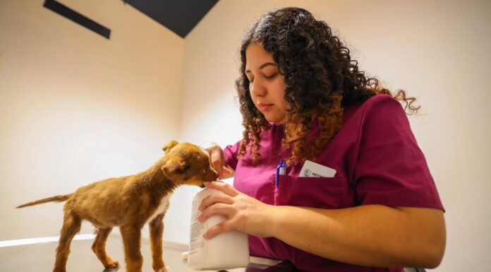 OFRECE CARLOS PEÑA ORTIZ ATENCIÓN DEL HOSPITAL VETERINARIO MUNICIPAL