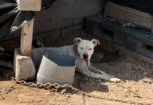 DEMUESTRAN REYNOSENSES CORAZÓN SOLIDARIO CON LA VIDA ANIMAL