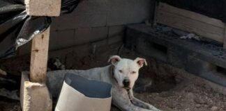 DEMUESTRAN REYNOSENSES CORAZÓN SOLIDARIO CON LA VIDA ANIMAL