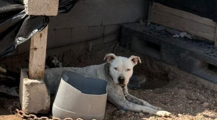 DEMUESTRAN REYNOSENSES CORAZÓN SOLIDARIO CON LA VIDA ANIMAL