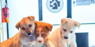 CELEBRA EL DÍA DE LOS CACHORROS CON LOS SERVICIOS DEL HOSPITAL VETERINARIO DE REYNOSA