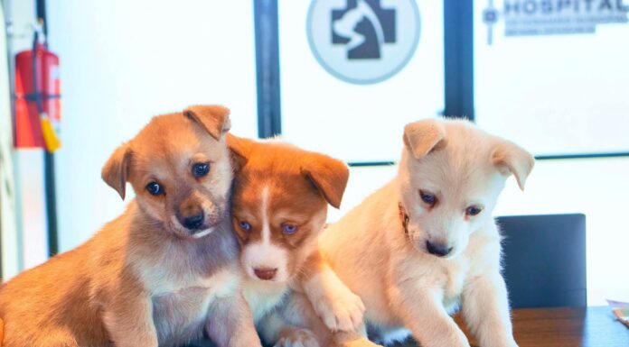 CELEBRA EL DÍA DE LOS CACHORROS CON LOS SERVICIOS DEL HOSPITAL VETERINARIO DE REYNOSA