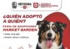 FERIA DE ADOPCIONES BRINDA SEGUNDA OPORTUNIDAD A MASCOTAS QUE BUSCAN HOGAR