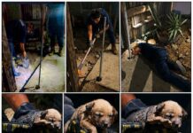 Una llamada muy especial: ¡un cachorrito estaba atrapado en un lugar peligroso!