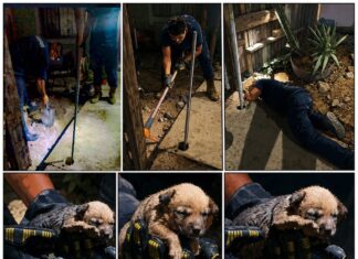 Una llamada muy especial: ¡un cachorrito estaba atrapado en un lugar peligroso!