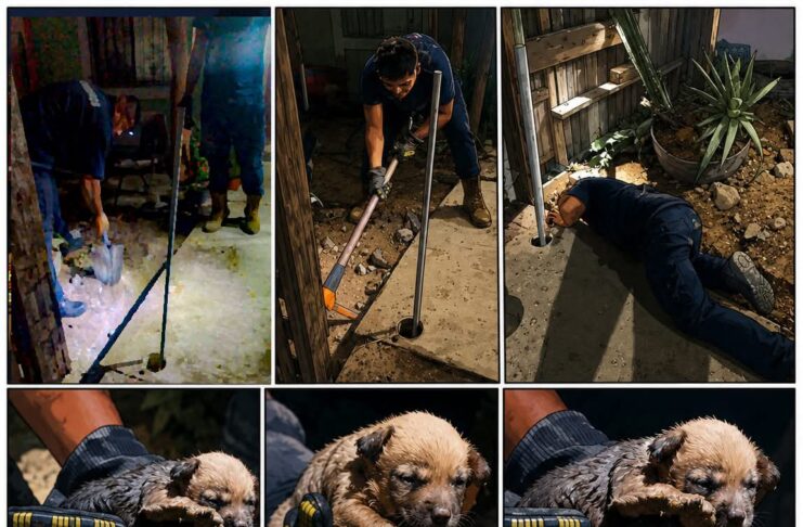Una llamada muy especial: ¡un cachorrito estaba atrapado en un lugar peligroso!