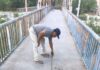 CARLOS PEÑA ORTIZ IMPULSA REHABILITACIÓN DE PUENTE PEATONAL EN REYNOSA