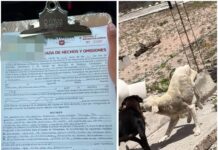 ATENDIÓ CONTROL Y BIENESTAR ANIMAL REPORTES EN LAS CUMBRES Y ERNESTO ZEDILLO