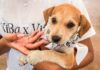 PARTICIPÓ CONTROL Y BIENESTAR ANIMAL MUNICIPAL EN «MOVE FOR PAWS» PARA IMPULSANDO ADOPCIÓN RESPONSABLE