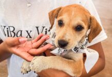 PARTICIPÓ CONTROL Y BIENESTAR ANIMAL MUNICIPAL EN «MOVE FOR PAWS» PARA IMPULSANDO ADOPCIÓN RESPONSABLE