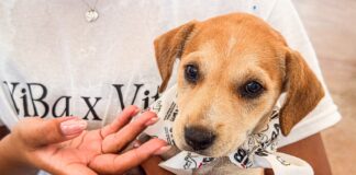PARTICIPÓ CONTROL Y BIENESTAR ANIMAL MUNICIPAL EN «MOVE FOR PAWS» PARA IMPULSANDO ADOPCIÓN RESPONSABLE