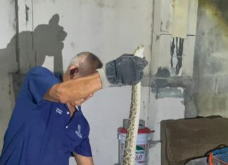 ADVIERTE GOBIERNO DE REYNOSA MAYOR PRESENCIA DE VÍBORAS EN ÁREAS HABITACIONALES