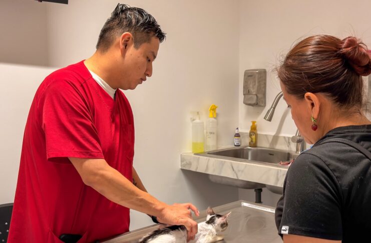 BIENVENIDOS AL HOSPITAL VETERINARIO MUNICIPAL DE REYNOSA, ATIENDEN A GATITO RESCATADO POR CIUDADANA