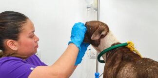 FOMENTA GOBIERNO DE CARLOS PEÑA ORTIZ RESPETO Y PROTECCIÓN DE LOS ANIMALES