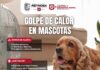 FOMENTA GOBIERNO DE CARLOS PEÑA ORTIZ CUIDADO DE MASCOTAS POR ALTAS TEMPERATURAS