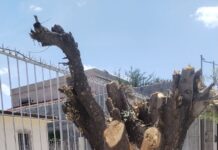 ATENDIÓ VIGILANCIA AMBIENTAL TALA DE ÁRBOLES EN VALLE ALTO