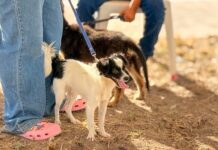 CONTROL Y BIENESTAR ANIMAL CON DIF EN TU COLONIA EN VILLAS DE LA JOYA