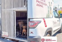 CONTINÚA GOBIERNO DE CARLOS PEÑA ORTIZ CON ACCIONES DE PROTECCIÓN ANIMAL EN VALLE SOLEADO