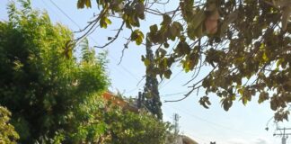 EXHORTA COMAPA REYNOSA A CUIDAR LAS REDES SANITARIAS EVITANDO ARROJAR DESECHOS A LAS ALCANTARILLAS