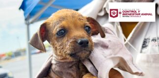 RESCATÓ GOBIERNO DE CARLOS PEÑA ORTIZ A CACHORRITO ATRAPADO EN UNA ALCANTARILLA