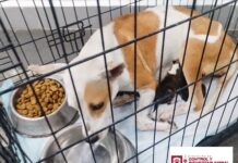 RESCATÓ GOBIERNO DE CARLOS PEÑA ORTIZ A CANINO Y SUS CACHORROS EN HACIENDA LAS FUENTES