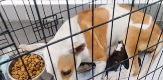 RESCATÓ GOBIERNO DE CARLOS PEÑA ORTIZ A CANINO Y SUS CACHORROS EN HACIENDA LAS FUENTES