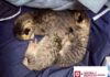 RESCATÓ CONTROL Y BIENESTAR ANIMAL DE REYNOSA A FELINOS ABANDONADOS