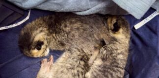 RESCATÓ CONTROL Y BIENESTAR ANIMAL DE REYNOSA A FELINOS ABANDONADOS