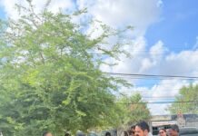 SUMA BALCONES DE ALCALÁ NUEVOS ÁRBOLES A SUS ÁREAS VERDES