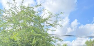 SUMA BALCONES DE ALCALÁ NUEVOS ÁRBOLES A SUS ÁREAS VERDES