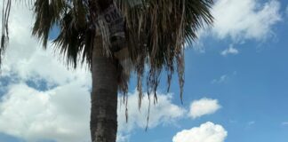 EXHORTAN EN REYNOSA A NO UTILIZAR ÁRBOLES PARA COLOCAR PUBLICIDAD