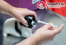 PROMUEVE ALCALDE DE REYNOSA ATENCIÓN DEL HOSPITAL VETERINARIO MUNICIPAL