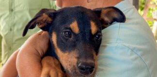 BENEFICIAN BRIGADAS VETERINARIAS GRATUITAS «PATITAS SEGURAS EN TU REFUGIO» A MASCOTAS