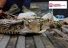 ATIENDE GOBIERNO DE CARLOS PEÑA ORTIZ REPORTE DE FAUNA SILVESTRE