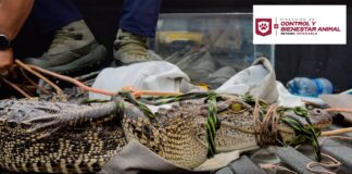 ATIENDE GOBIERNO DE CARLOS PEÑA ORTIZ REPORTE DE FAUNA SILVESTRE