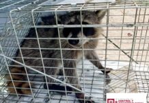 LIBERA DIRECCIÓN DE BIENESTAR ANIMAL MAPACHE EN SU HÁBITAT NATURAL