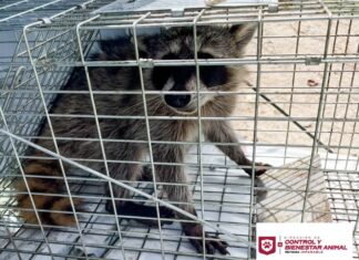 LIBERA DIRECCIÓN DE BIENESTAR ANIMAL MAPACHE EN SU HÁBITAT NATURAL