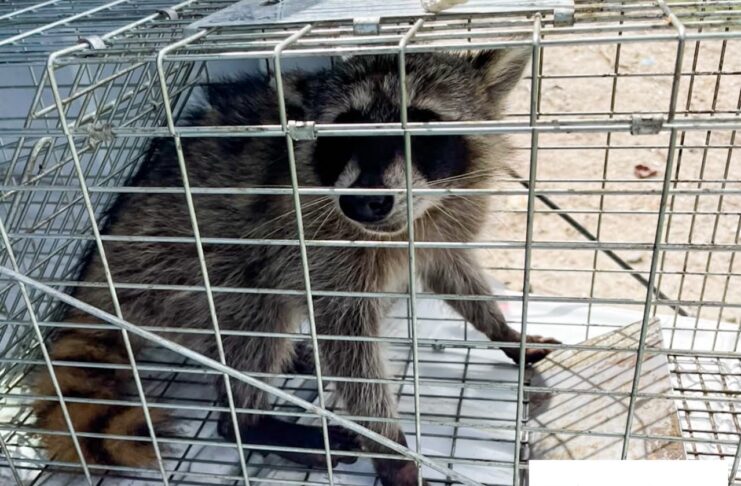 LIBERA DIRECCIÓN DE BIENESTAR ANIMAL MAPACHE EN SU HÁBITAT NATURAL