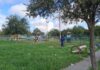 REALIZAN LABORES DE LIMPIEZA EN ÁREA VERDE DE LA COLONIA TAMAULIPAS, EN REYNOSA