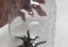 LIBERÓ CONTROL Y BIENESTAR ANIMAL UNA TARÁNTULA EN SU HÁBITAT NATURAL