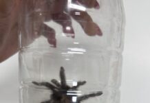 LIBERΓ CONTROL Y BIENESTAR ANIMAL UNA TARΓNTULA EN SU HΓBITAT NATURAL