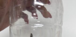 LIBERÓ CONTROL Y BIENESTAR ANIMAL UNA TARÁNTULA EN SU HÁBITAT NATURAL