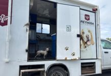 RESCATÓ DIRECCIÓN DE CONTROL Y BIENESTAR ANIMAL A CANINO LESIONADO EN LA CARRETERA CALZADA VICTORIA