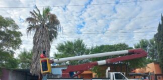 REFUERZA GOBIERNO DE REYNOSA PODA PREVENTIVA DE ÁRBOLES Y PALMERAS PARA PREVENIR ACCIDENTES